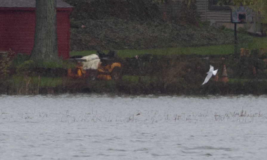 Common Tern - ML158876431