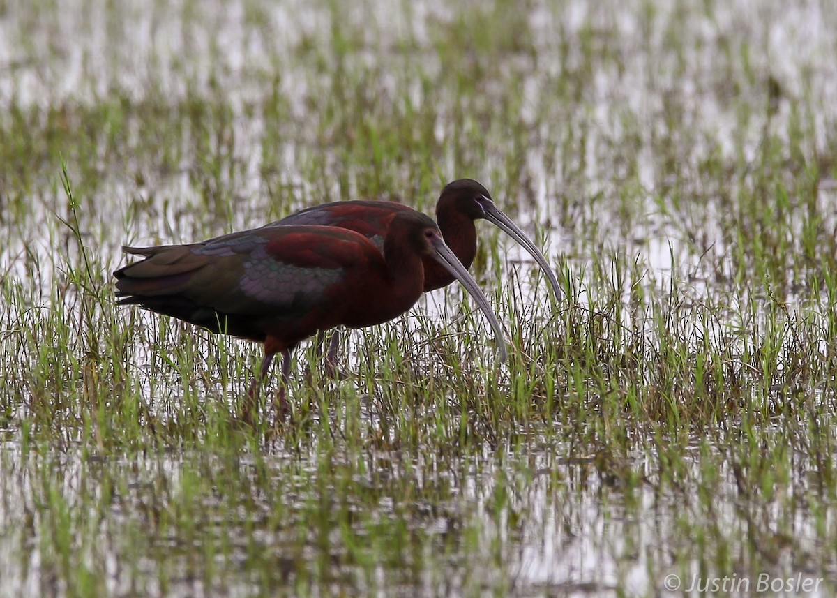 Glossy Ibis - ML158876561