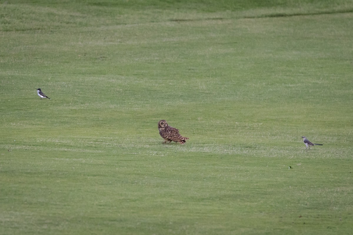 Short-eared Owl (Antillean) - ML158879101