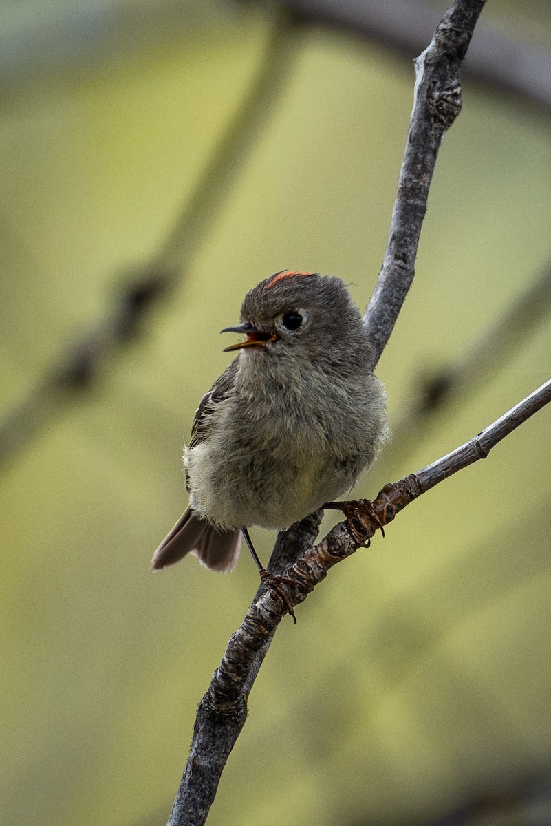 Ruby-crowned Kinglet - ML158879441