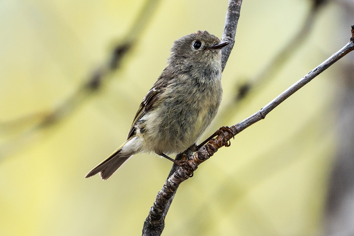 Ruby-crowned Kinglet - ML158879461