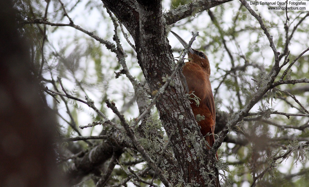 Great Rufous Woodcreeper - ML158879651