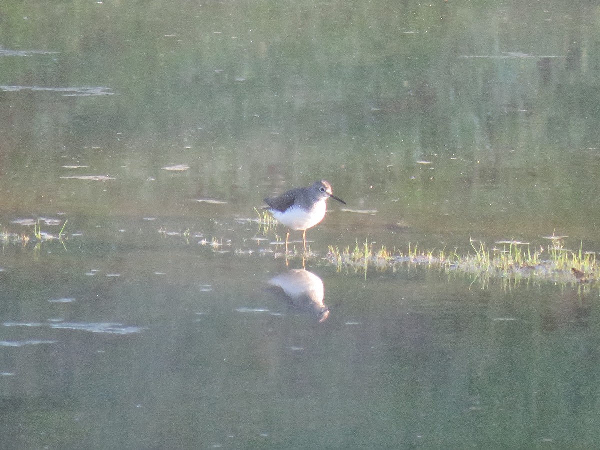 Solitary Sandpiper - ML158881471
