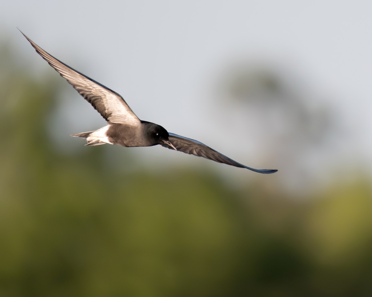 Black Tern - Chase Moxley