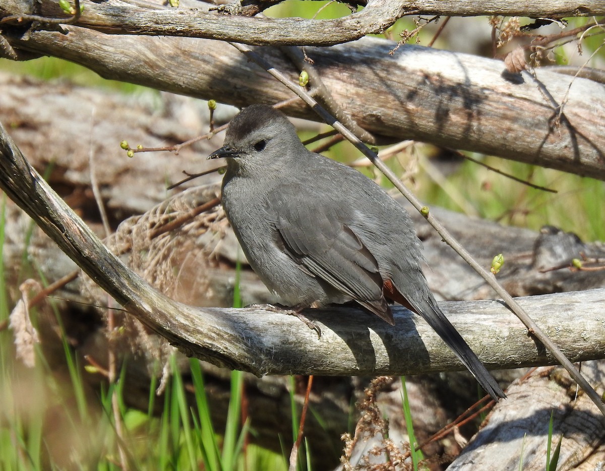 Gray Catbird - Glenn Hodgkins