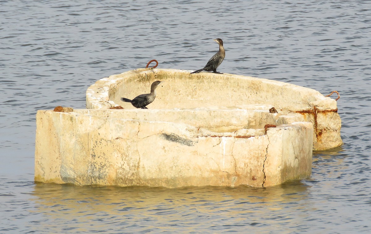 Pygmy Cormorant - ML158882881