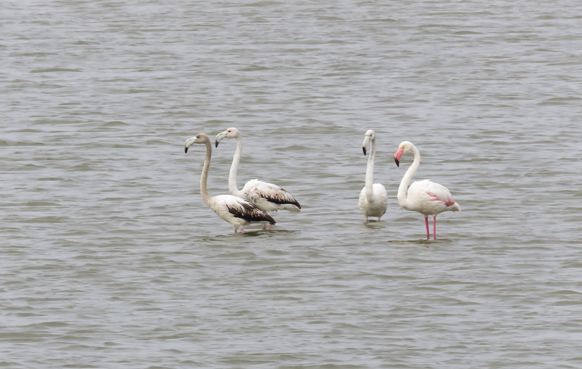 Greater Flamingo - Kourosh Soleimani