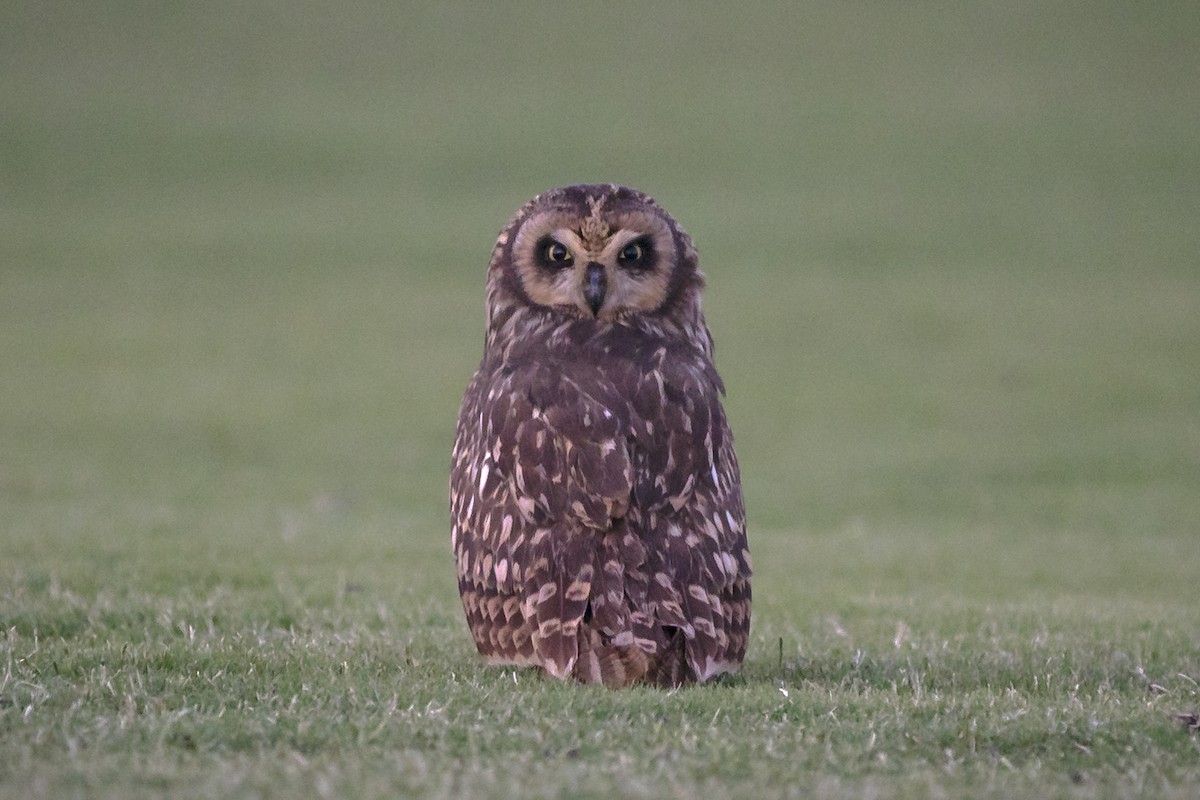 Short-eared Owl (Antillean) - ML158884841