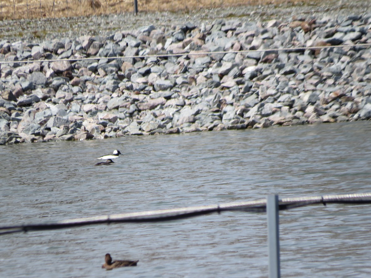 Bufflehead - Maryse Lessard