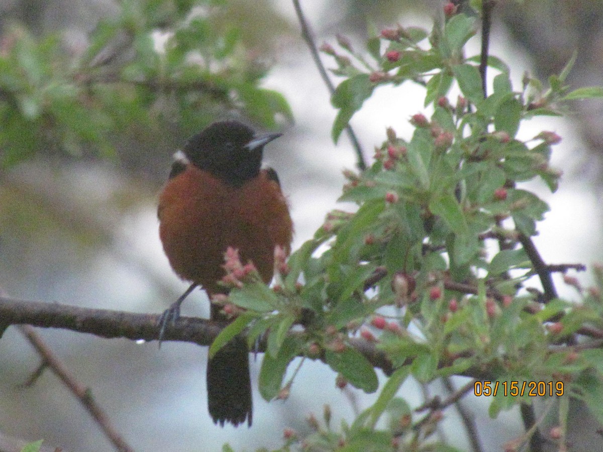 Orchard Oriole (Orchard) - ML158888131