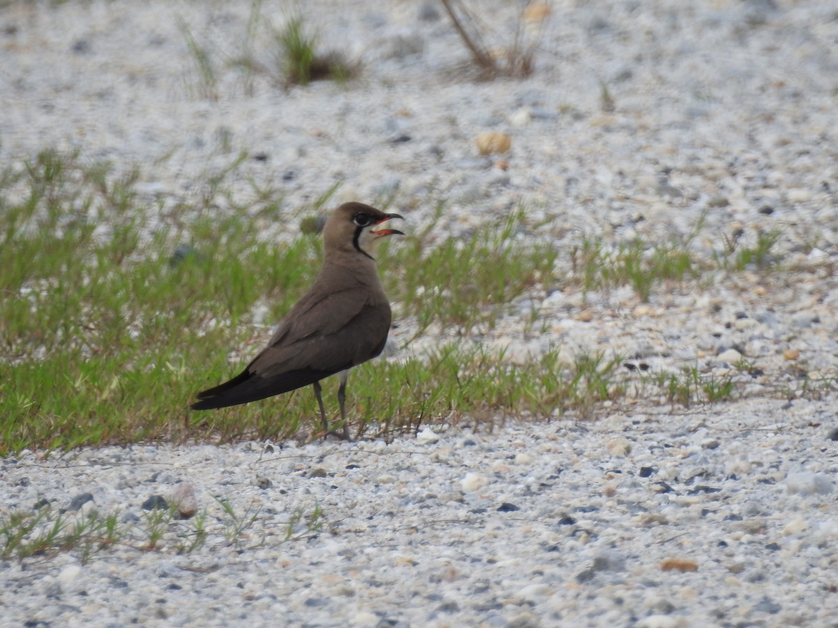 Oriental Pratincole - ML158888541