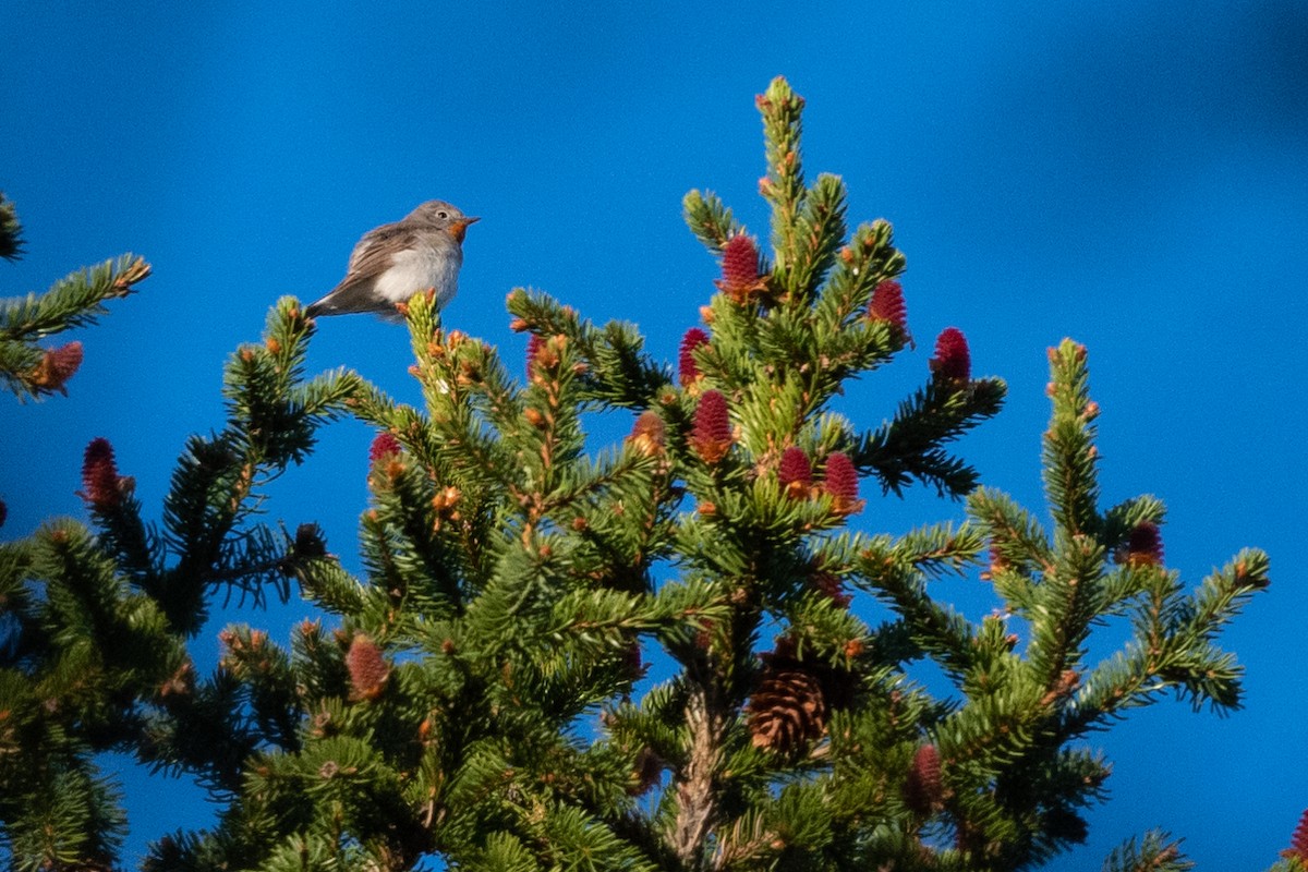 Red-breasted Flycatcher - ML158888981