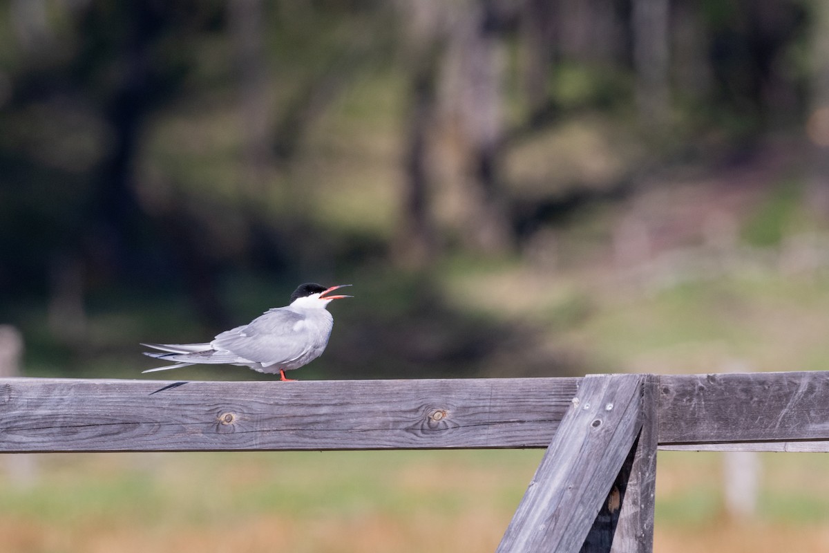 Common Tern - ML158889551