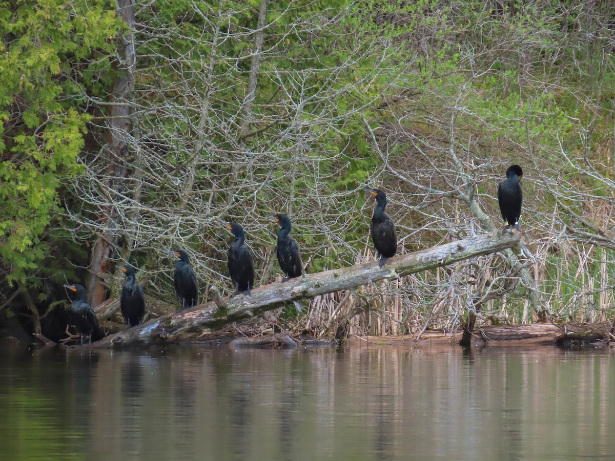 Double-crested Cormorant - ML158889821
