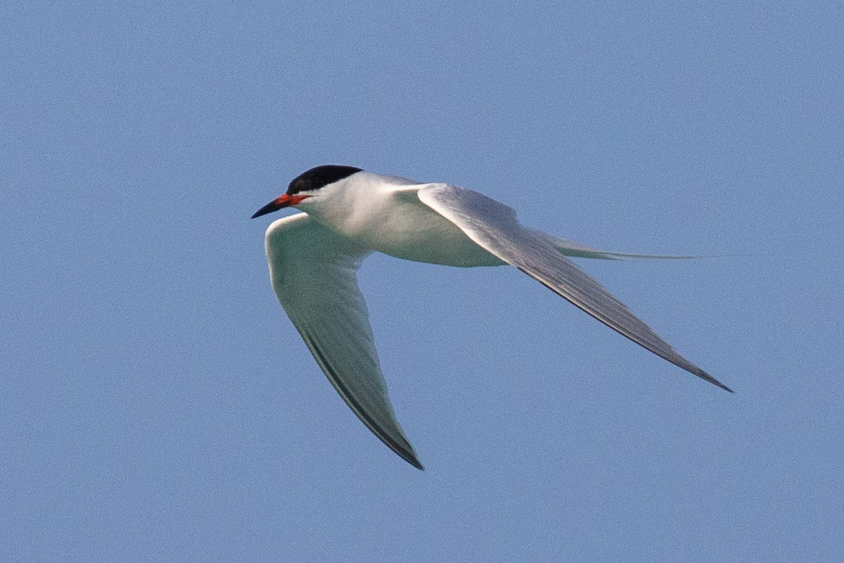 Roseate Tern - ML158890161