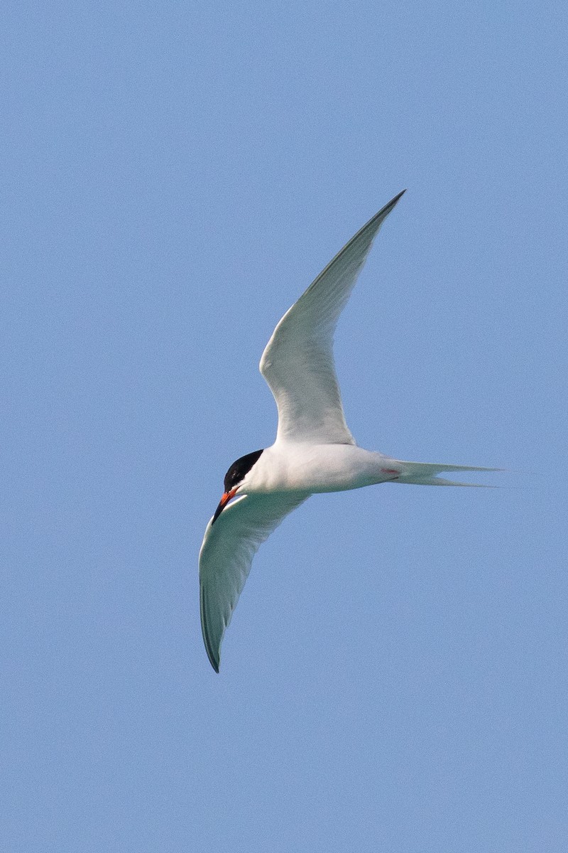 Roseate Tern - ML158890171