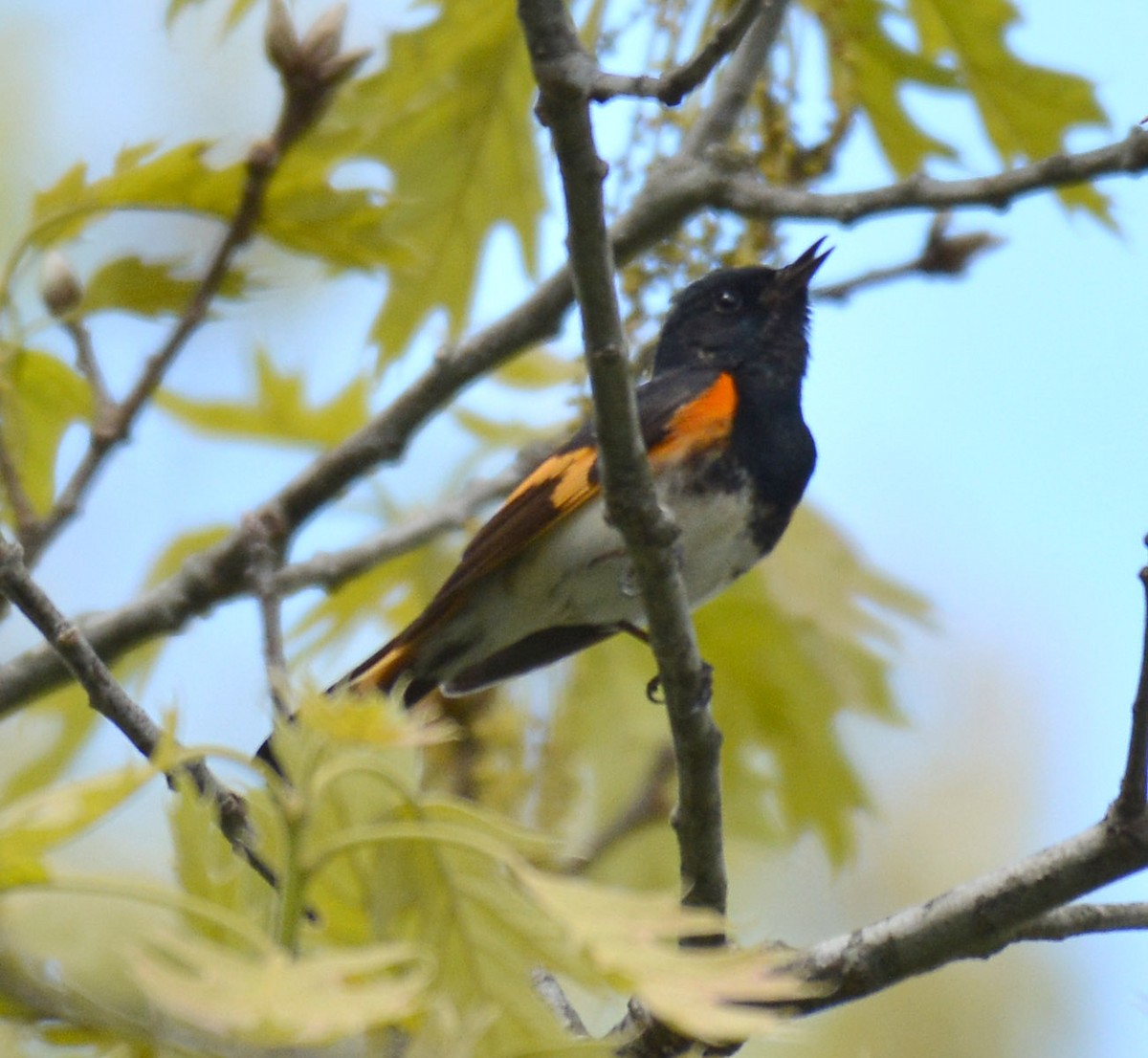 Rotschwanz-Waldsänger - ML158890251