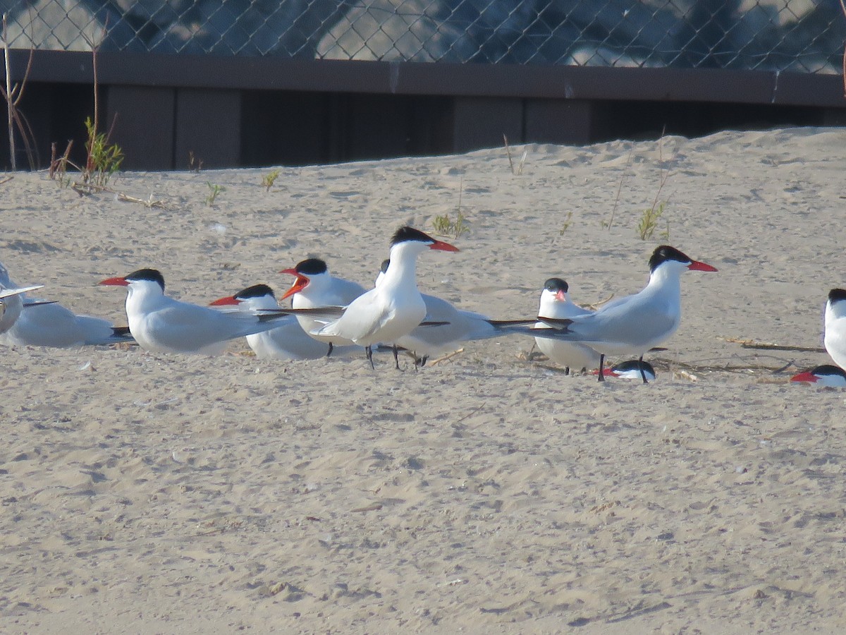 Caspian Tern - ML158892051