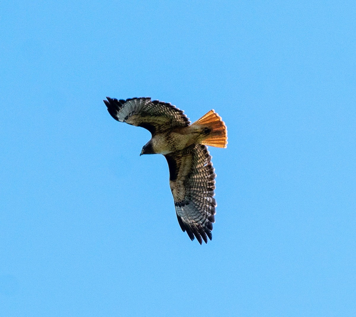 Red-tailed Hawk - ML158892441