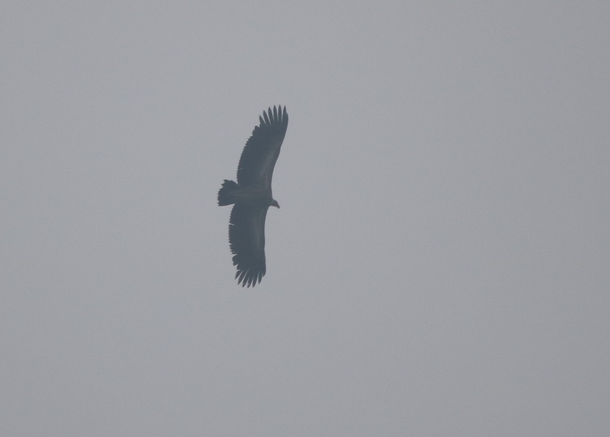 Himalayan Griffon - ML158892931