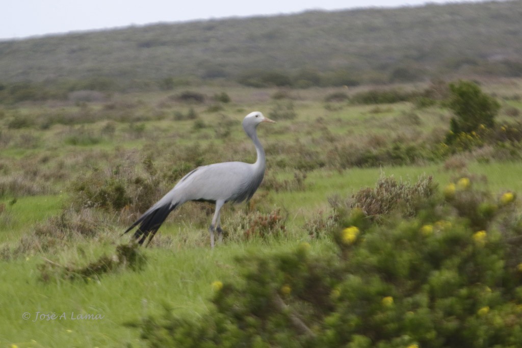 Blue Crane - ML158893681