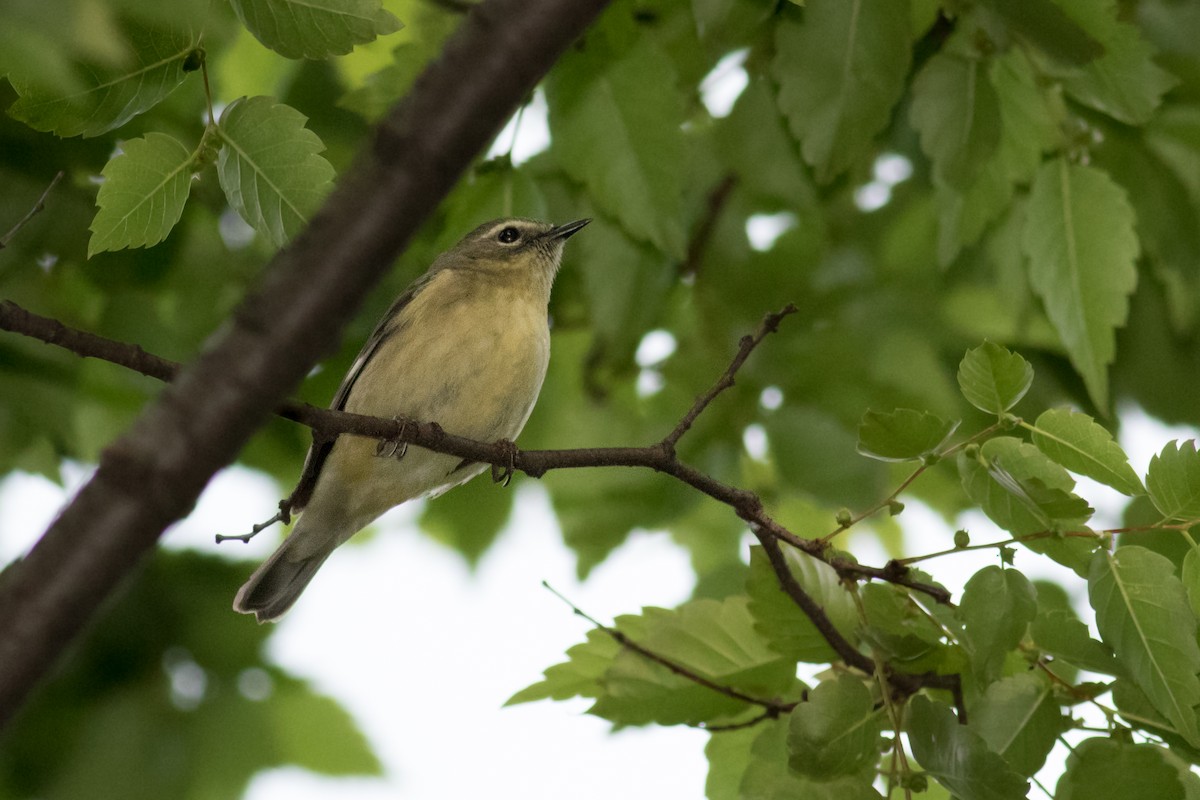 Black-throated Blue Warbler - ML158895511