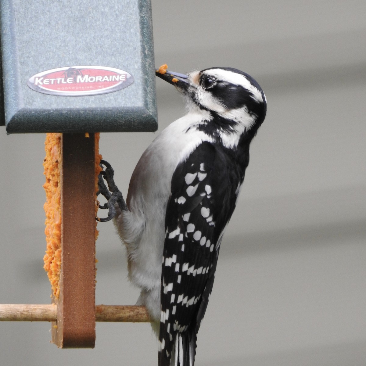 Hairy Woodpecker - ML158896941