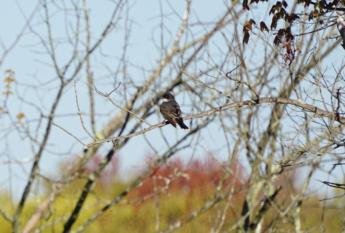 Eastern Kingbird - ML158897021