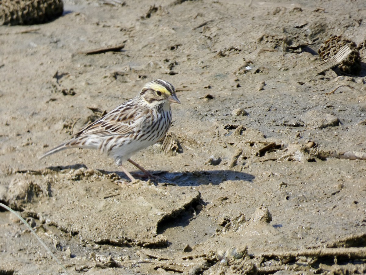 Savannah Sparrow - ML158902481