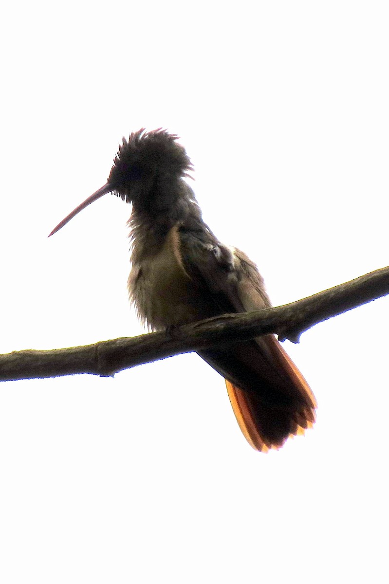 Chestnut-bellied Hummingbird - ML158903581