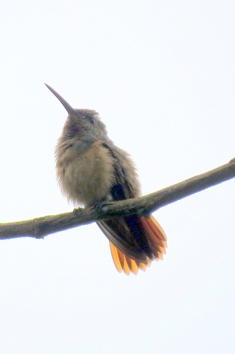 Chestnut-bellied Hummingbird - ML158903591