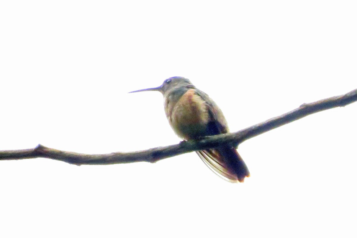 Chestnut-bellied Hummingbird - ML158903601