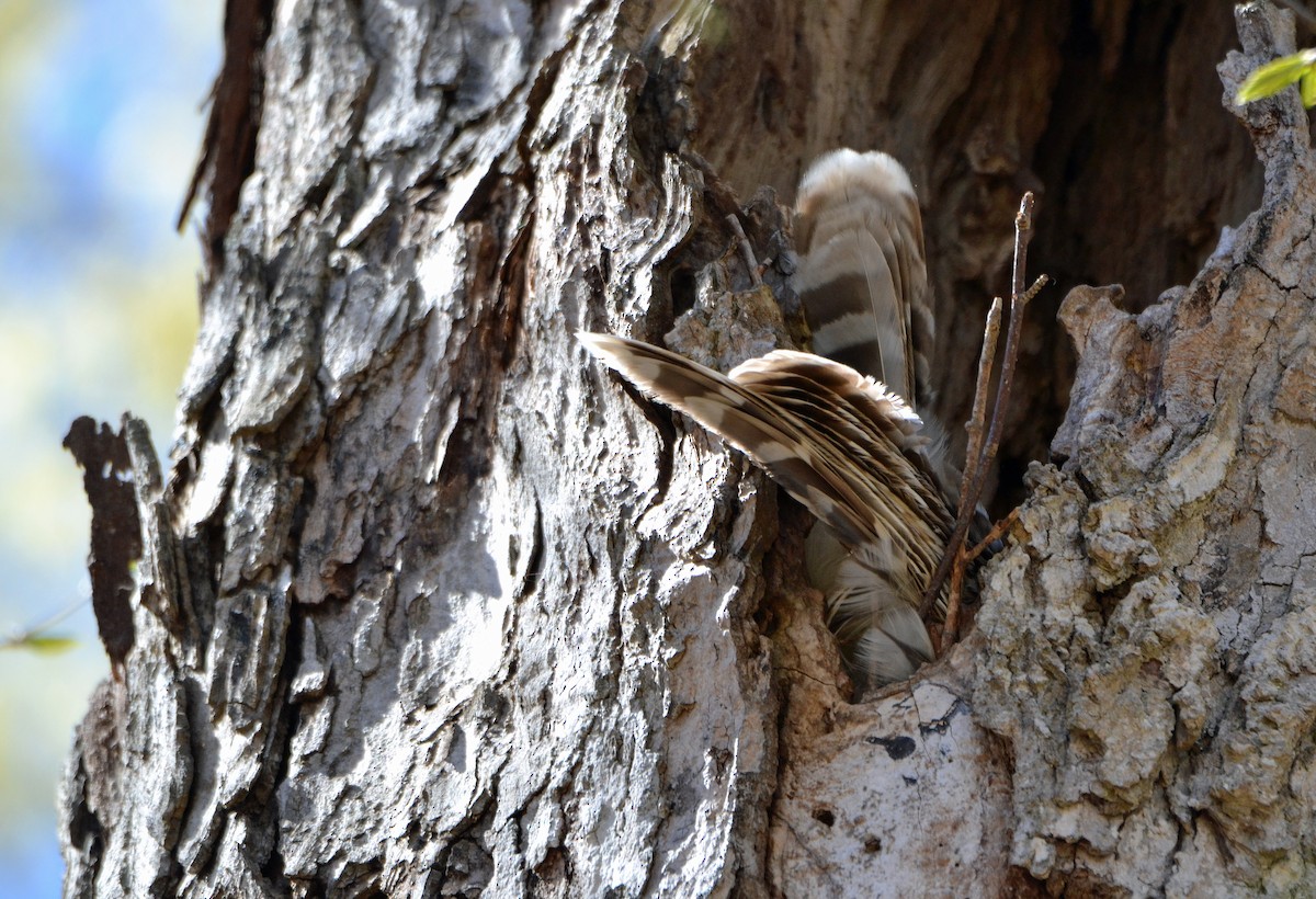 Barred Owl - ML158905701