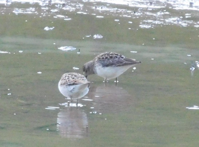 Least Sandpiper - LynnErla Beegle