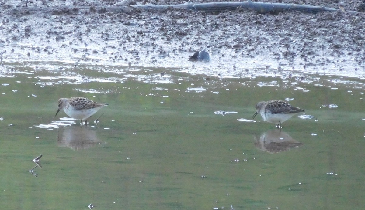 Wiesenstrandläufer - ML158906441