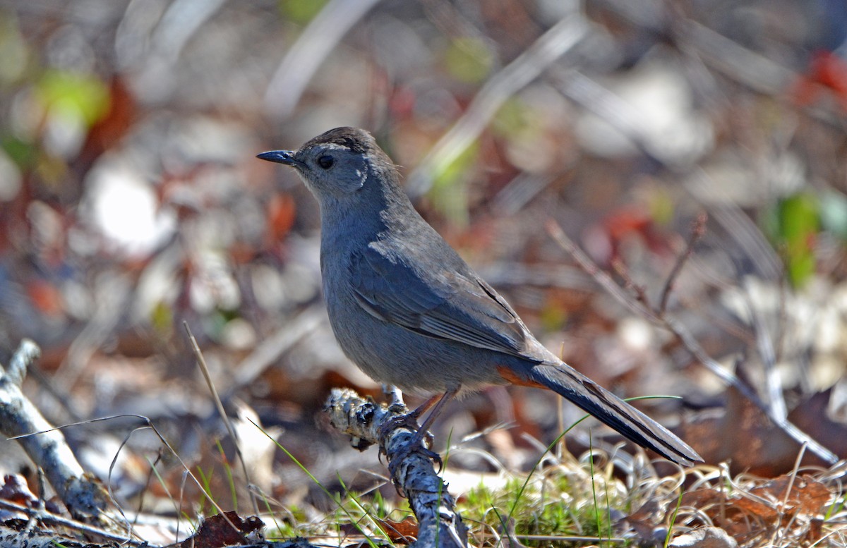 Gray Catbird - ML158906461