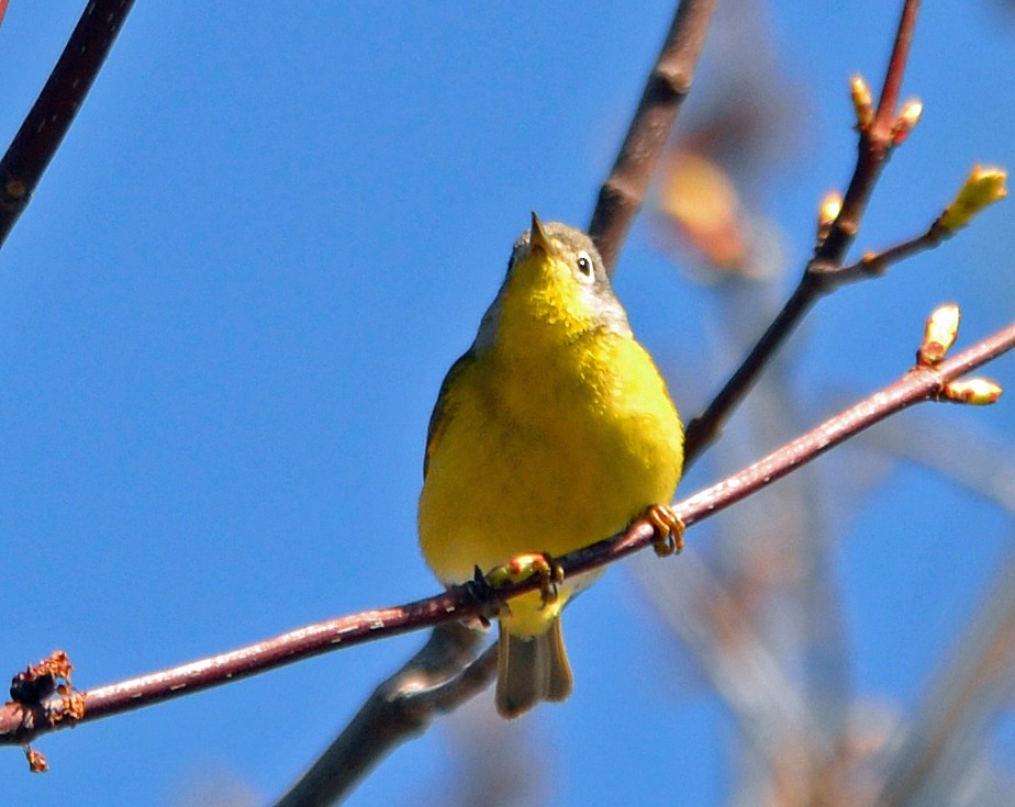 Rubinfleck-Waldsänger - ML158906531