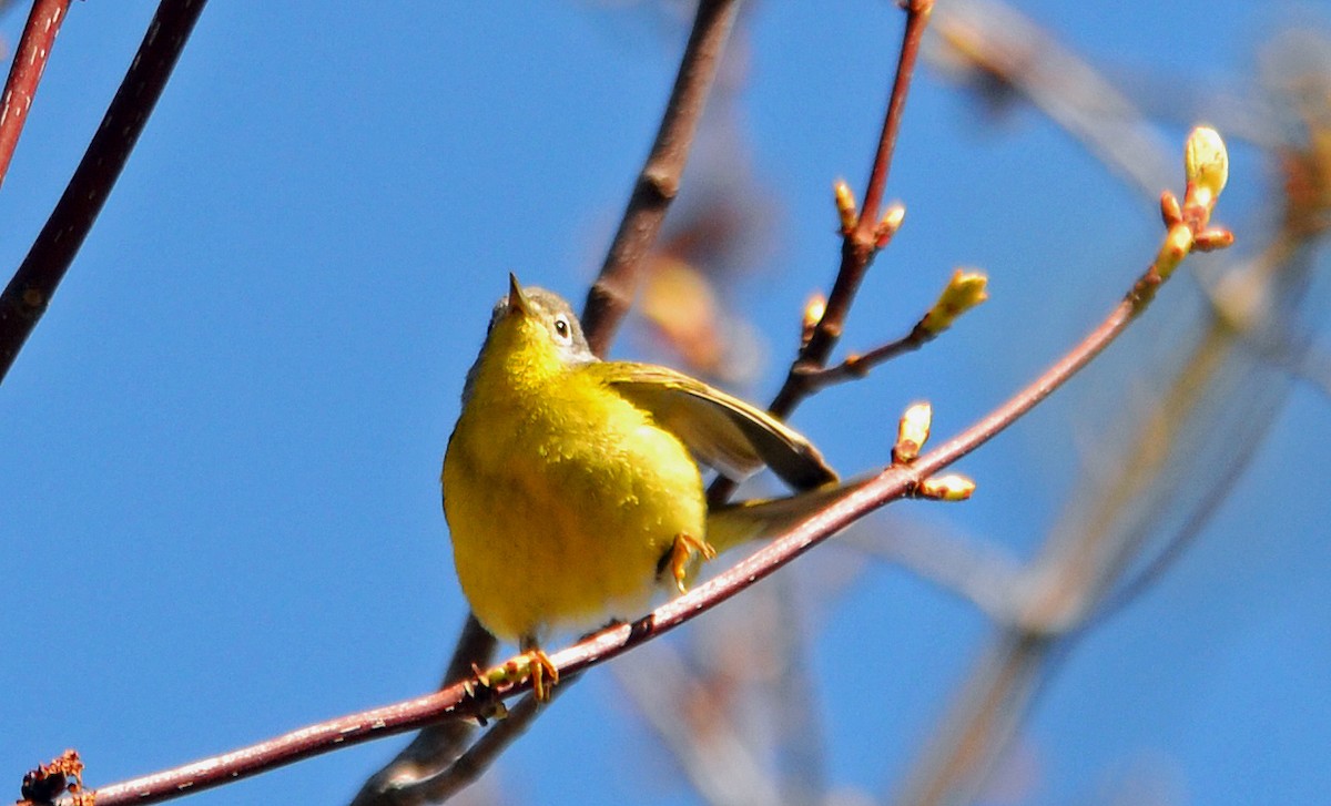 Rubinfleck-Waldsänger - ML158906541