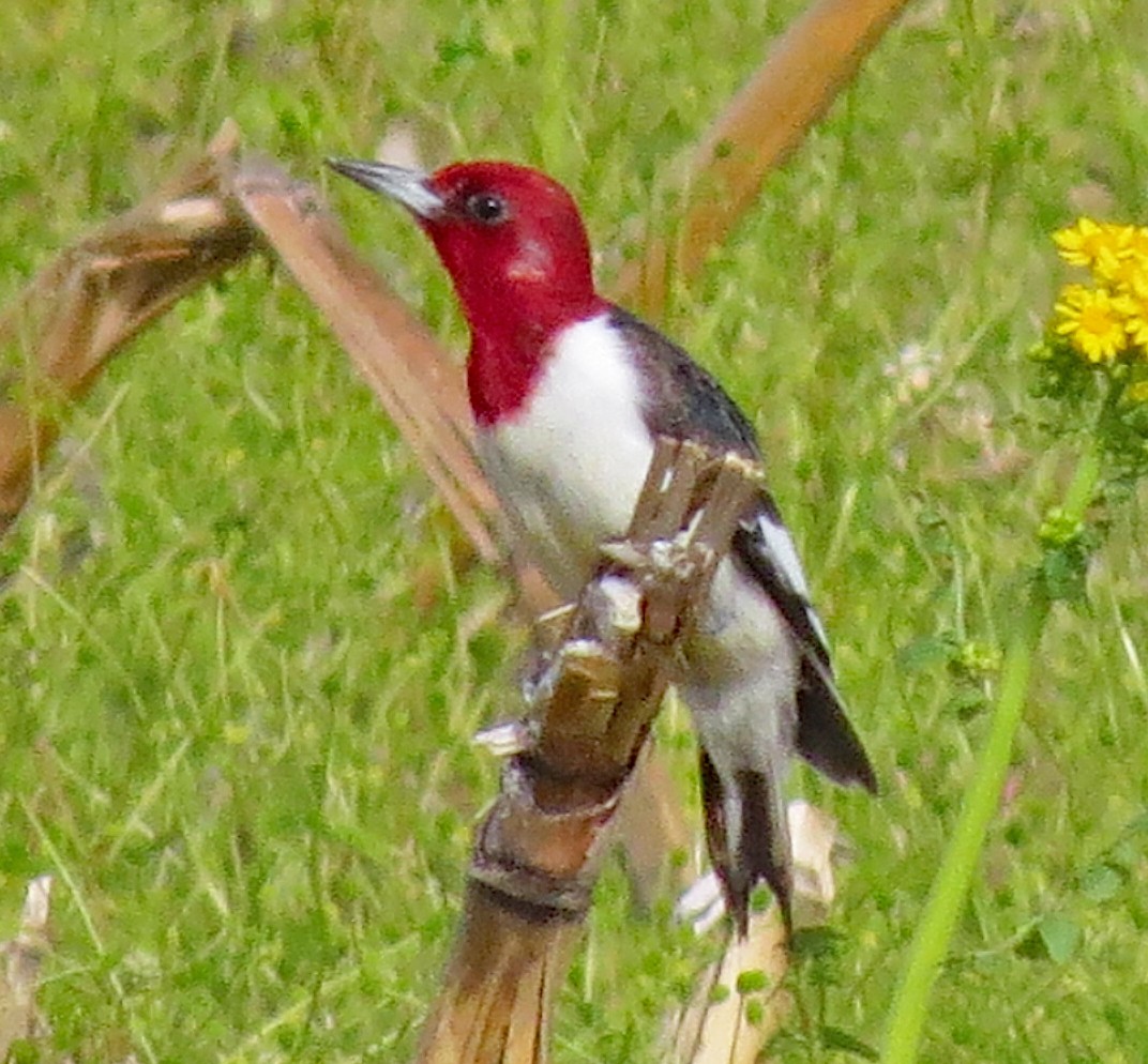 Red-headed Woodpecker - ML158909211