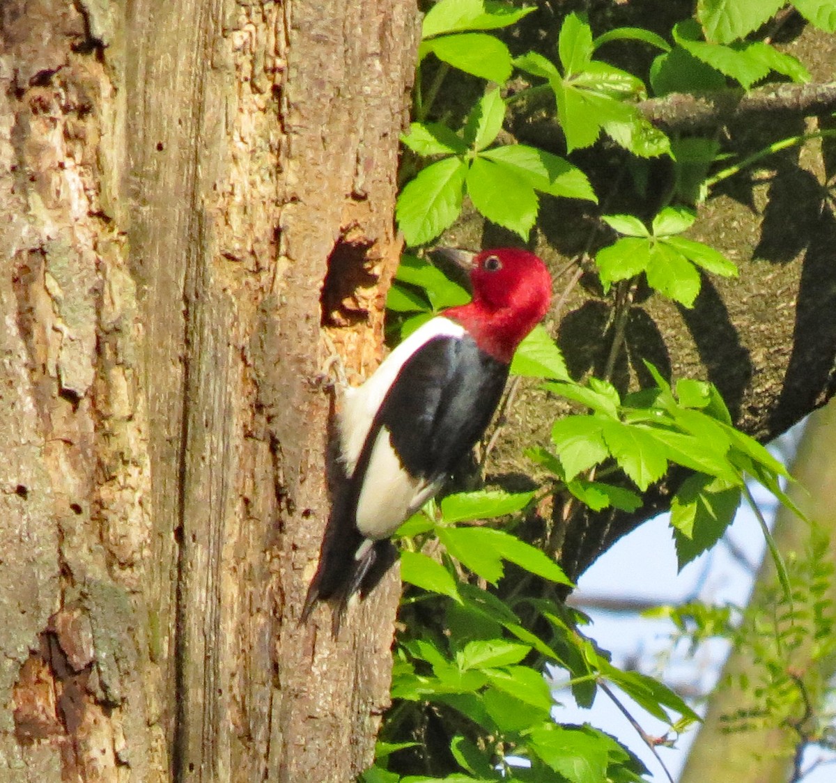 Red-headed Woodpecker - ML158909221