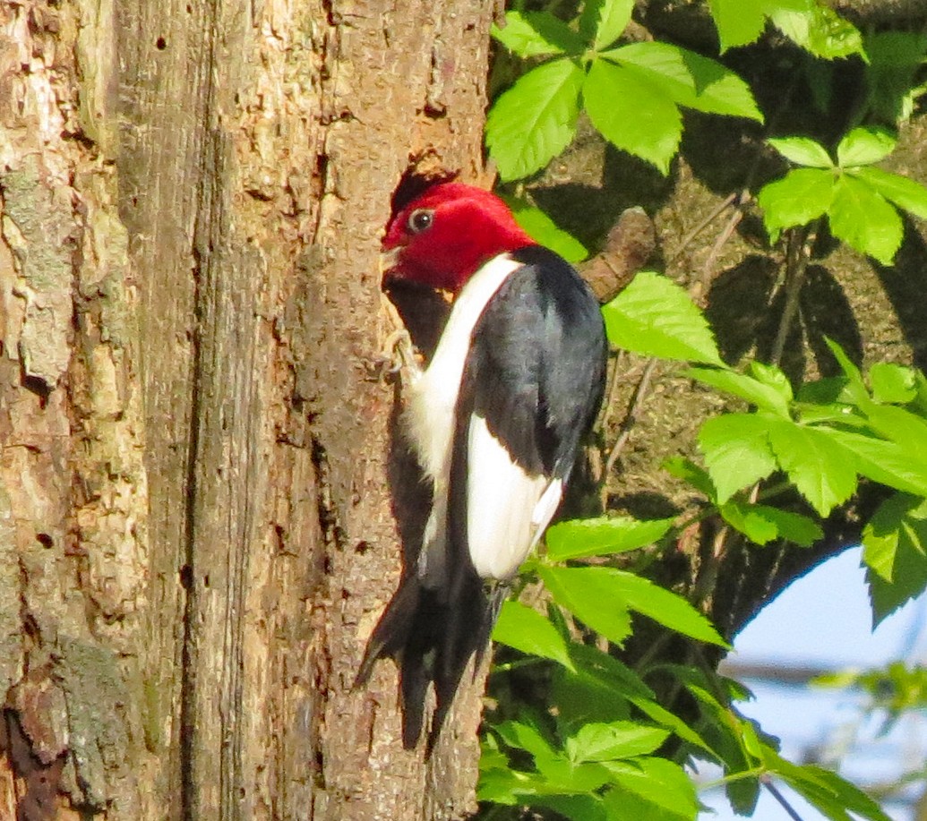 Red-headed Woodpecker - ML158909261
