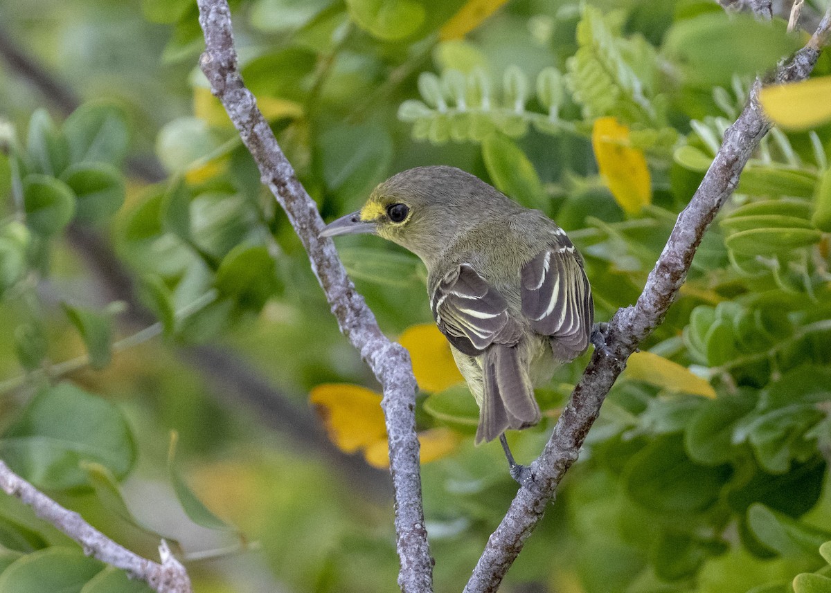 Thick-billed Vireo - ML158910001