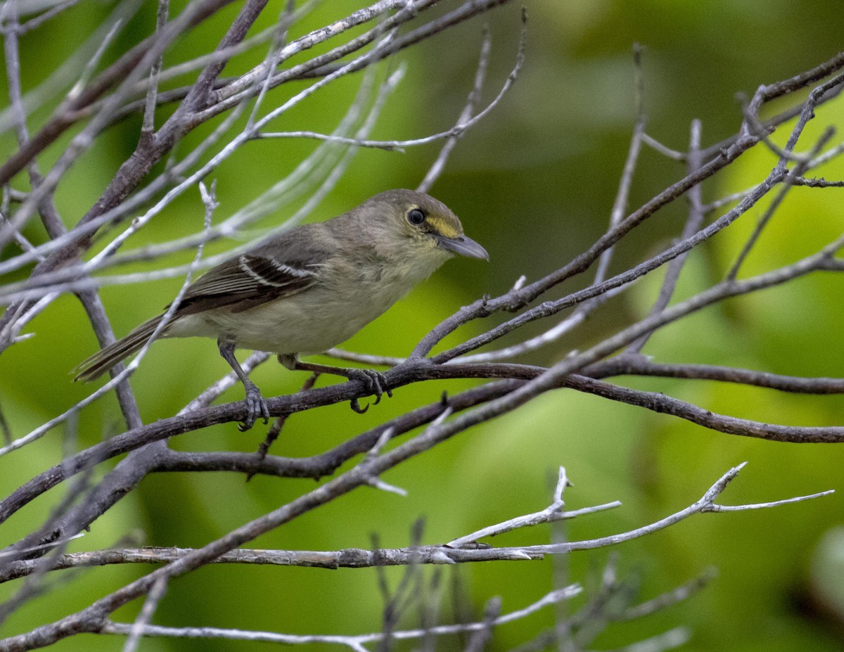 Thick-billed Vireo - ML158910021