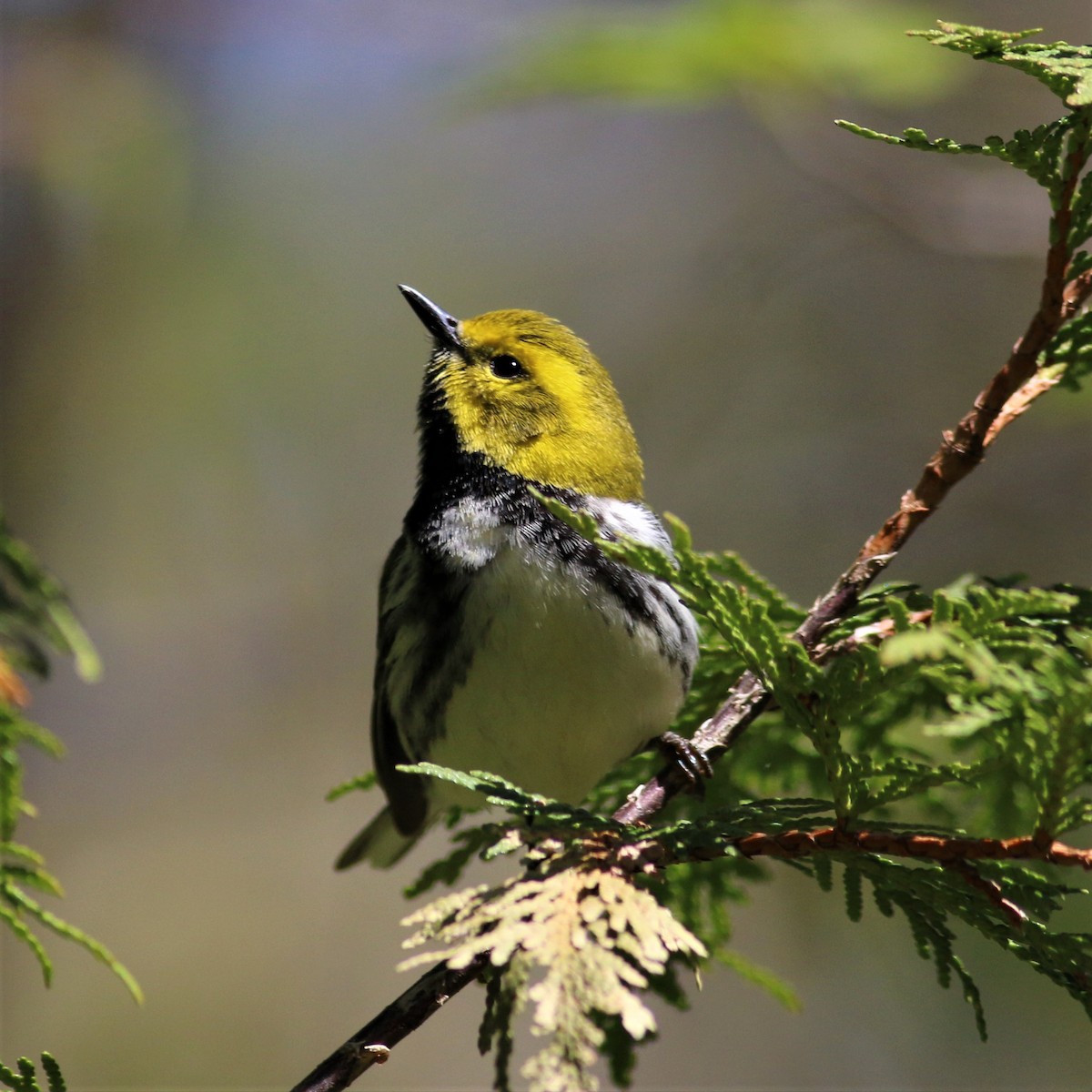 Black-throated Green Warbler - Sandra Minotti