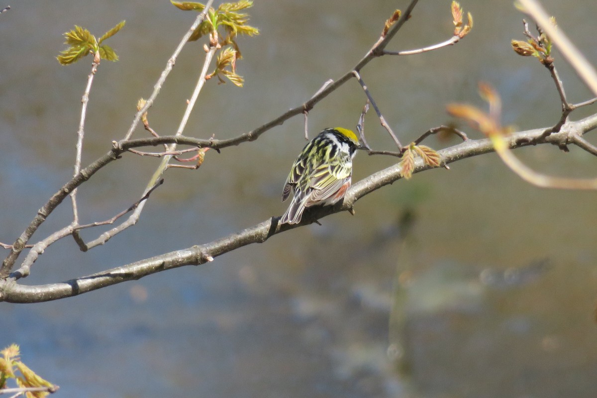 Chestnut-sided Warbler - David Hahn