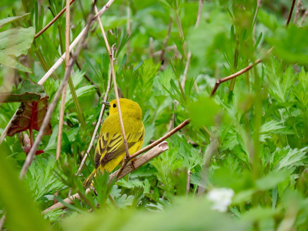 Yellow Warbler - ML158914741