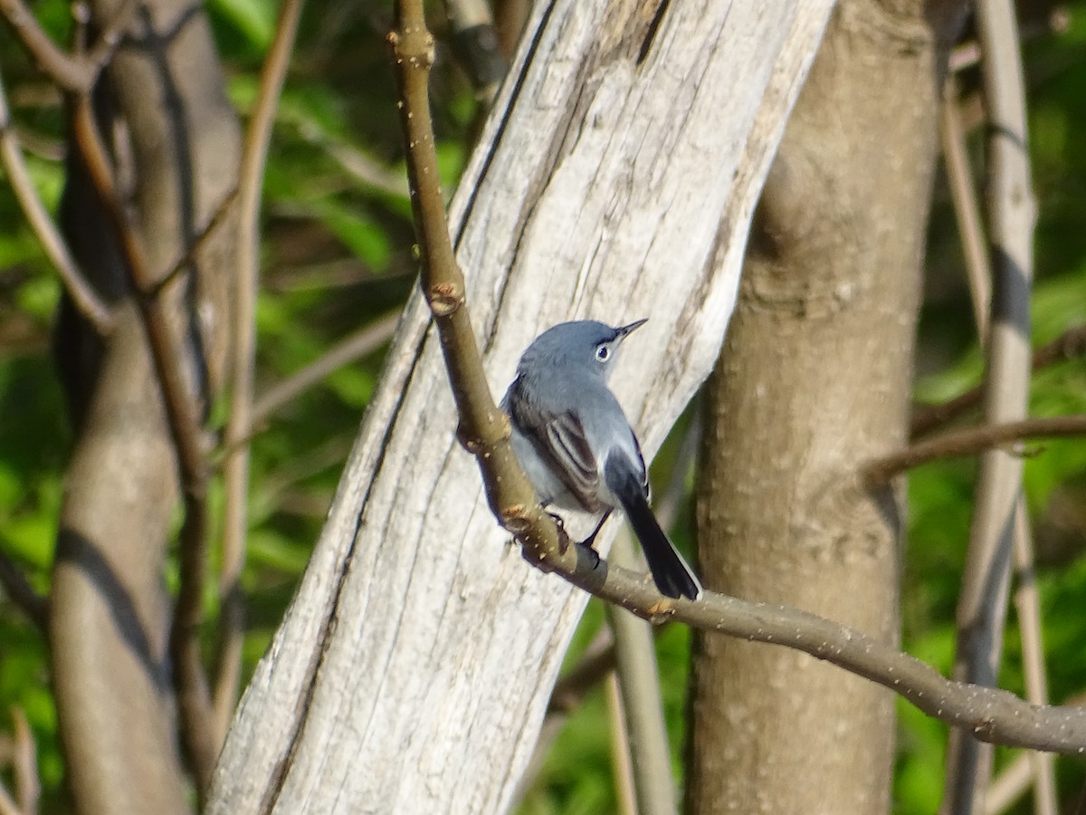 Gobemoucheron gris-bleu - ML158915601