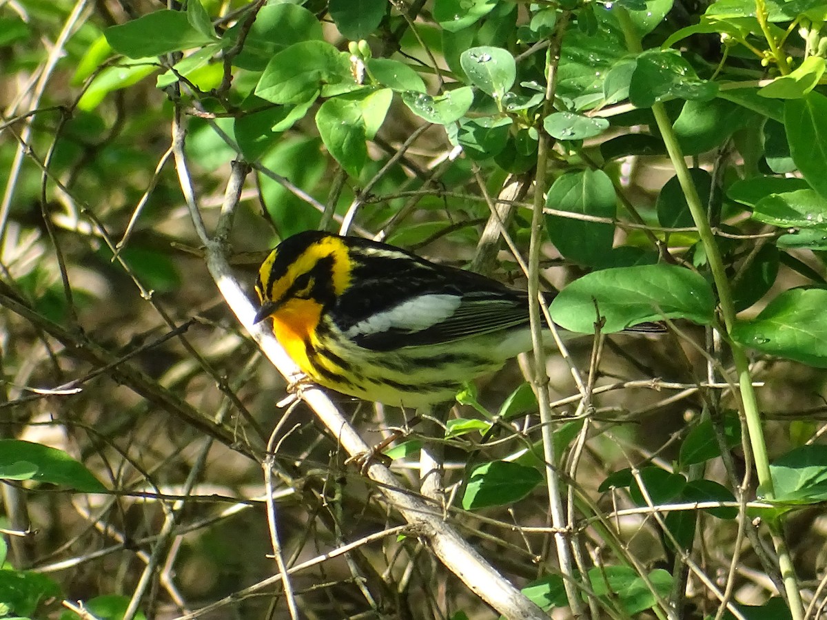 Blackburnian Warbler - ML158915751