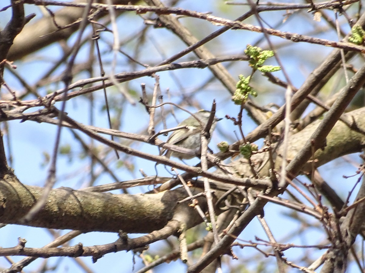 Golden-crowned Kinglet - ML158915901