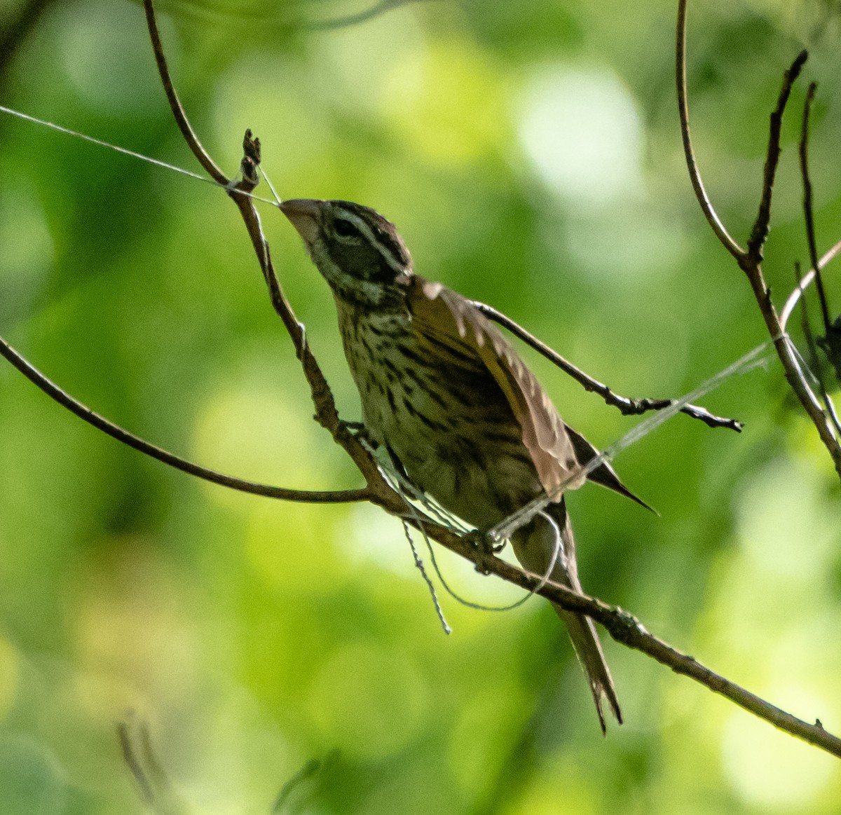 Rose-breasted Grosbeak - ML158916001